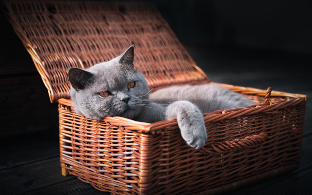 Cat basket wooden floor animal free wallpaper for desktop - medium preview image