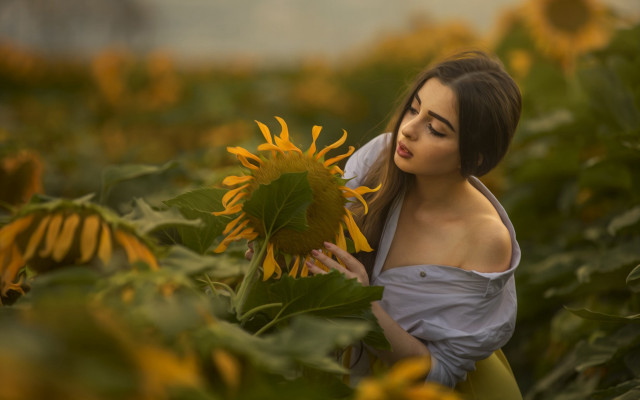 Woman sunflower field blurry motion free wallpaper for desktop - medium preview image