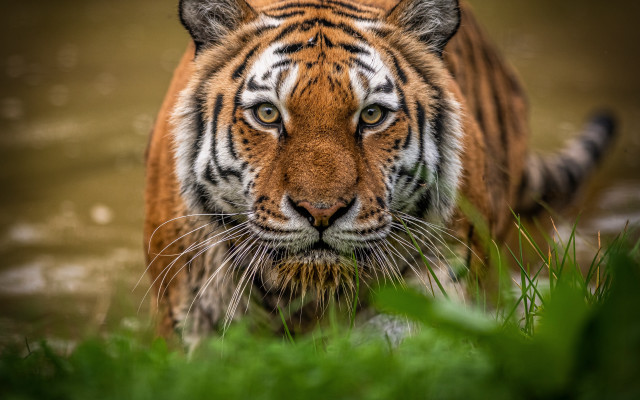 Tiger walking water grass plant free wallpaper for desktop - medium preview image