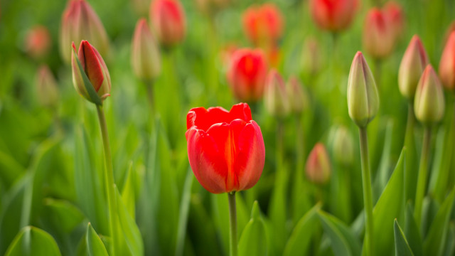Red tulip green grass bokeh free wallpaper for desktop - medium preview image