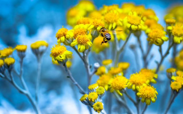 Bee yellow flowers blue sky free wallpaper for desktop - medium preview image