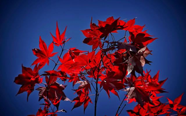 Tree red leaves blue sky free wallpaper for desktop - medium preview image