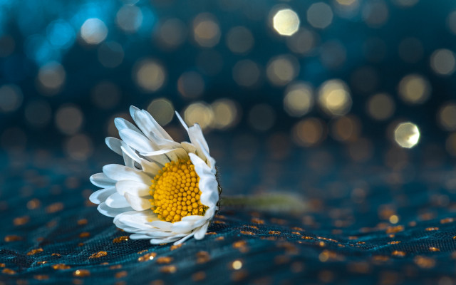 White flower blue cloth gold free wallpaper for desktop - medium preview image
