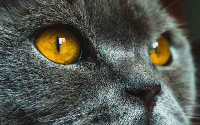 Cat face yellow eyes explosion free wallpaper for desktop - medium preview image