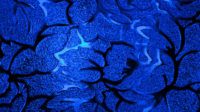 Blue star biolu minimalist male free wallpaper for desktop - medium preview image