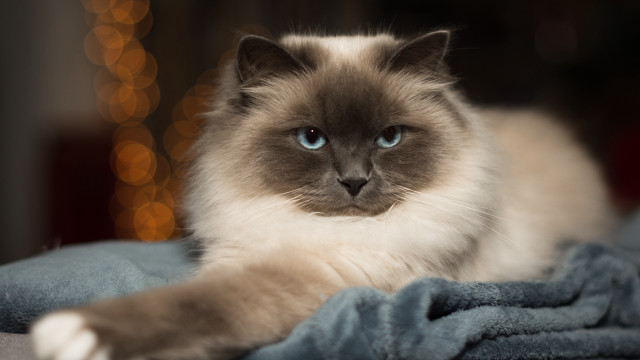 Cat blanket blurry lights renaissance free wallpaper for desktop - medium preview image