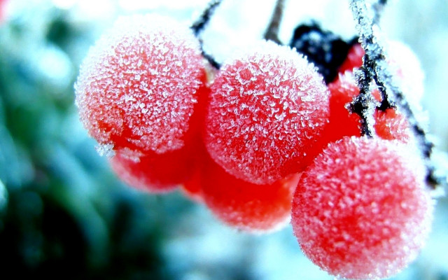 Red berries ice snow blurry free wallpaper for desktop - medium preview image