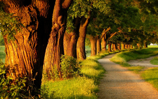 Dirt road trees grass path #2 free wallpaper for desktop - medium preview image