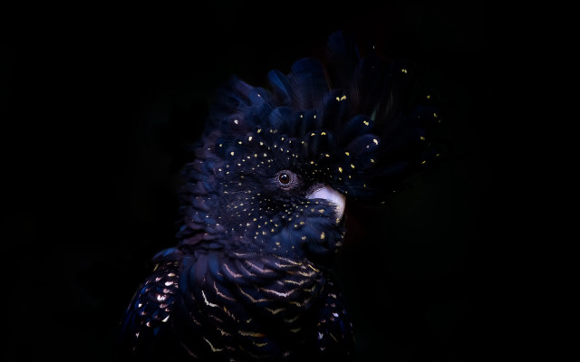 Black bird blue white holography free wallpaper for desktop - medium preview image
