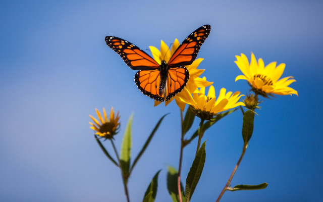 Butterfly flower summer blue sky free wallpaper for desktop - medium preview image