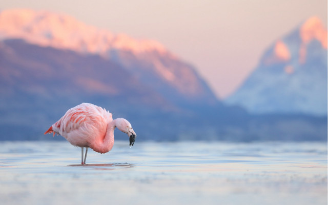 Pink flamingo mountains sunset water #2 free wallpaper for desktop - medium preview image
