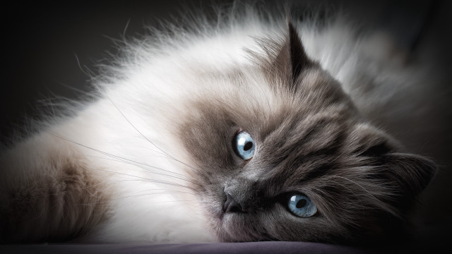 Cat blue eyes bed portrait free wallpaper for desktop - medium preview image