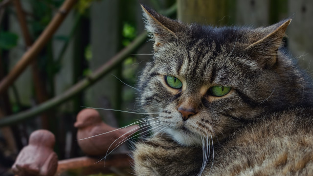 Cat green eyes fence bird free wallpaper for desktop - medium preview image