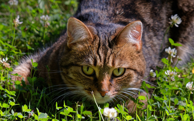 Sad cat in grass nature #4 free wallpaper for desktop - medium preview image