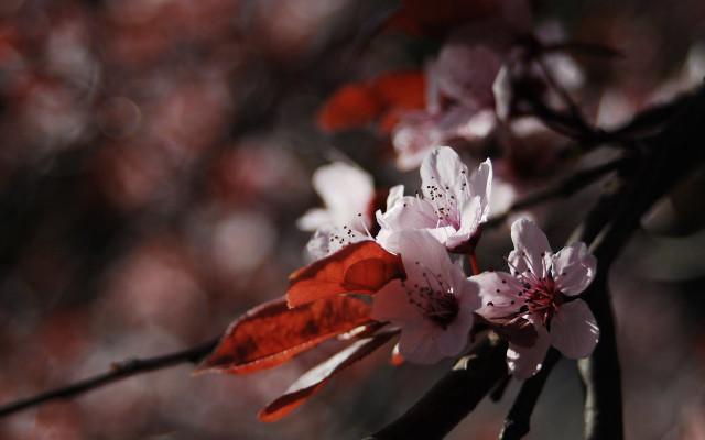 Pink flowers branch macro sunlight free wallpaper for desktop - medium preview image