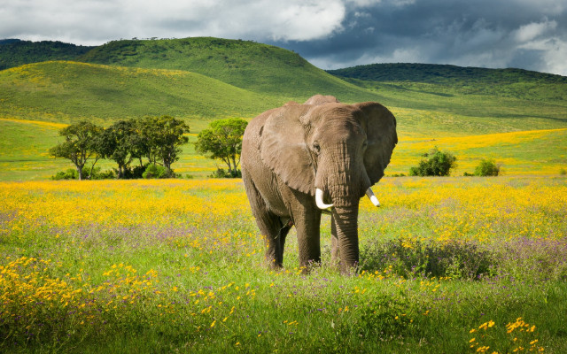 Elephant flower field mountain clouds free wallpaper for desktop - medium preview image
