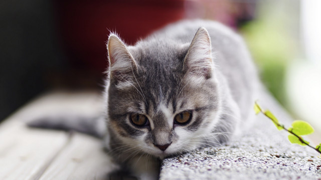 Sad cat bench plant superflat free wallpaper for desktop - medium preview image