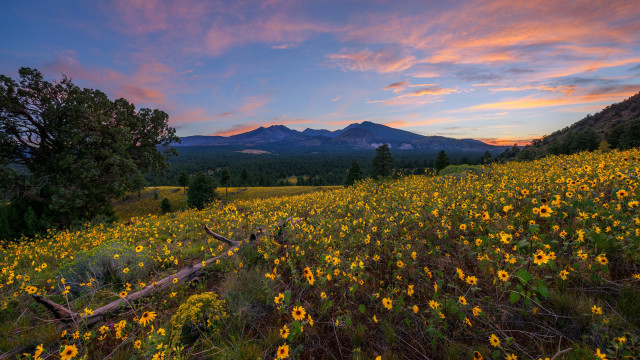 Wildflowers mountains sunset pink clouds free wallpaper for desktop - medium preview image