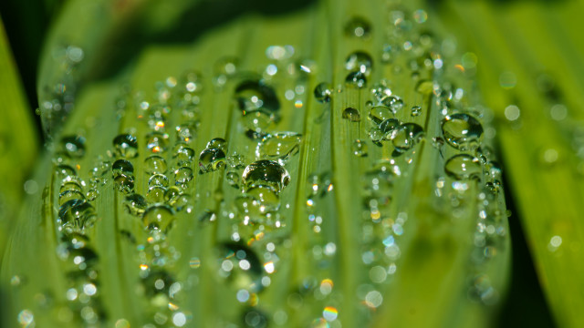 Green leaf water droplets macro #5 free wallpaper for desktop - medium preview image