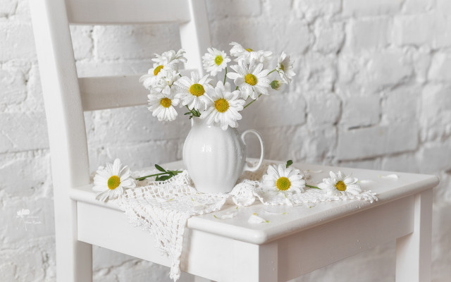 White vase daisies flower still free wallpaper for desktop - medium preview image