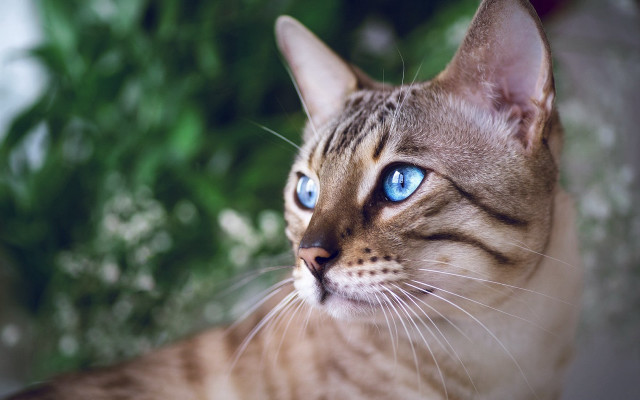 Cat blue eyes nature background free wallpaper for desktop - medium preview image