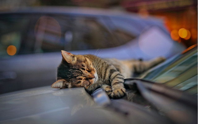 Cat car building bokeh blurry free wallpaper for desktop - medium preview image