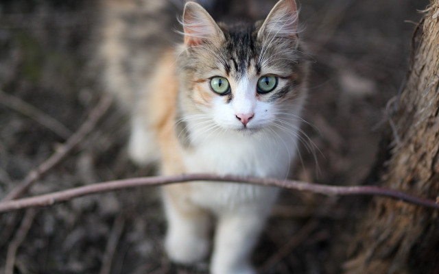 Cat green eyes woods serious free wallpaper for desktop - medium preview image