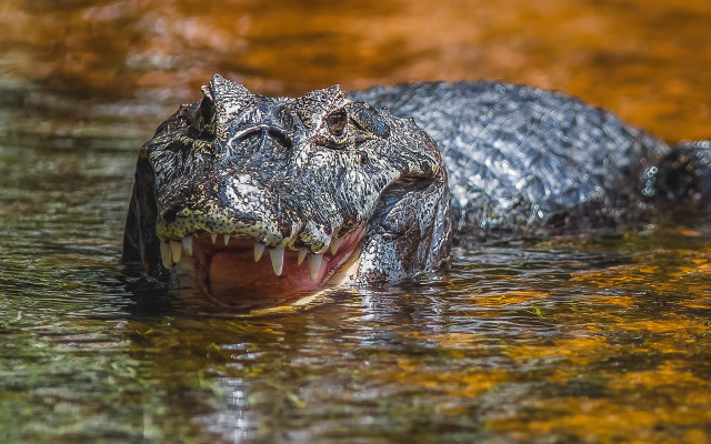 Alligator water open teeth sunset free wallpaper for desktop - medium preview image