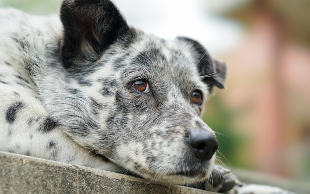 Dog ledge looking distance blurry free wallpaper for desktop - medium preview image