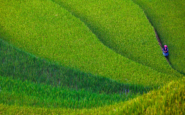 Lush green field hillside people free wallpaper for desktop - medium preview image