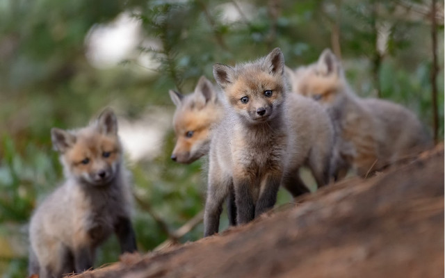 Foxes tree trunk forest bokeh free wallpaper for desktop - medium preview image