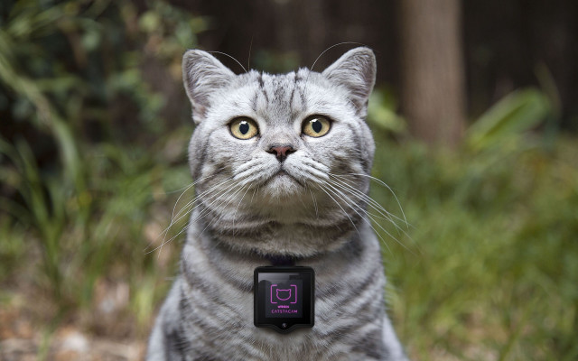 Cat smartwatch grass bokeh photorealistic free wallpaper for desktop - medium preview image