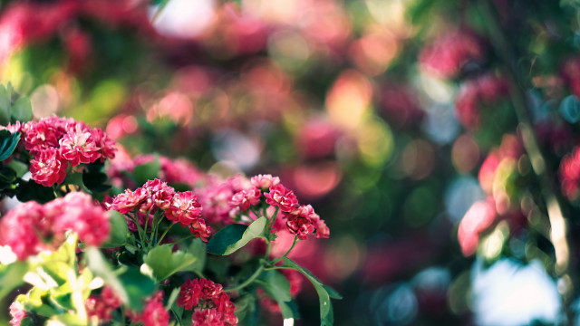 Pink flowers green leaves bokeh free wallpaper for desktop - medium preview image