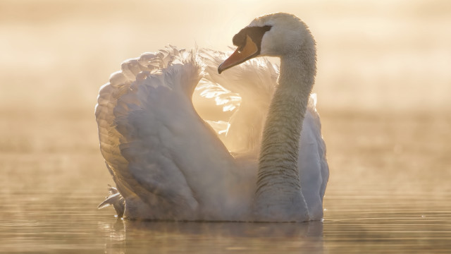 Swan water fog backlit beach free wallpaper for desktop - medium preview image