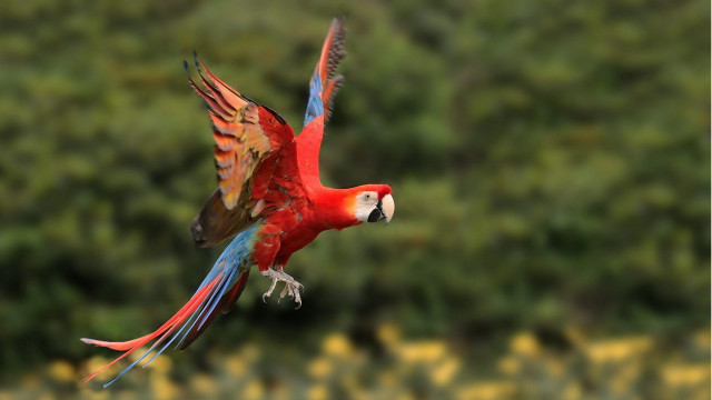 Red blue parrot green flower free wallpaper for desktop - medium preview image