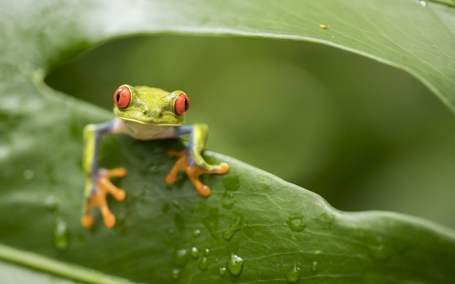 Frog red eyes leaf water free wallpaper for desktop - medium preview image