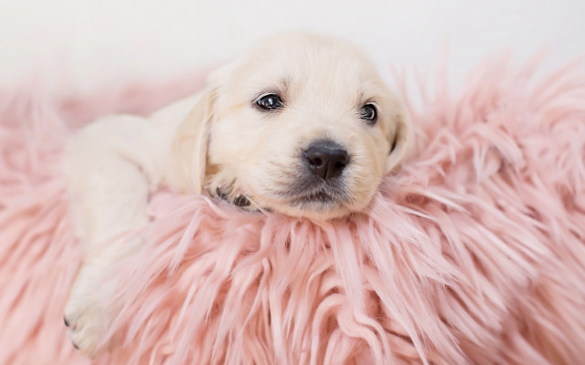 Puppy pink blanket sad eye free wallpaper for desktop - medium preview image
