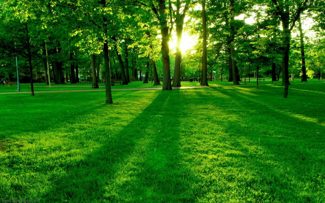 Park trees grass sunshine nature free wallpaper for desktop - medium preview image