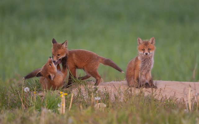 Foxes log field flowers bunny free wallpaper for desktop - medium preview image
