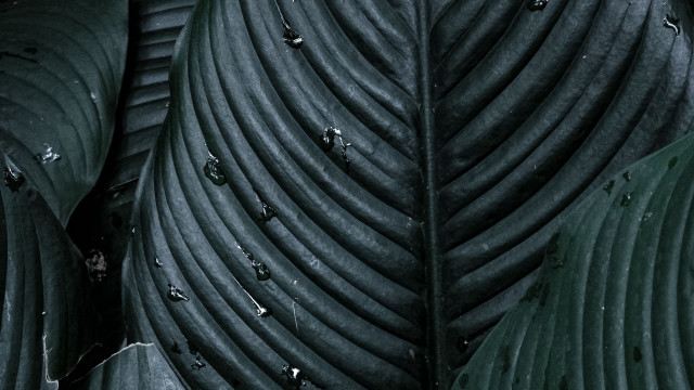 Black white leaf water macro free wallpaper for desktop - medium preview image