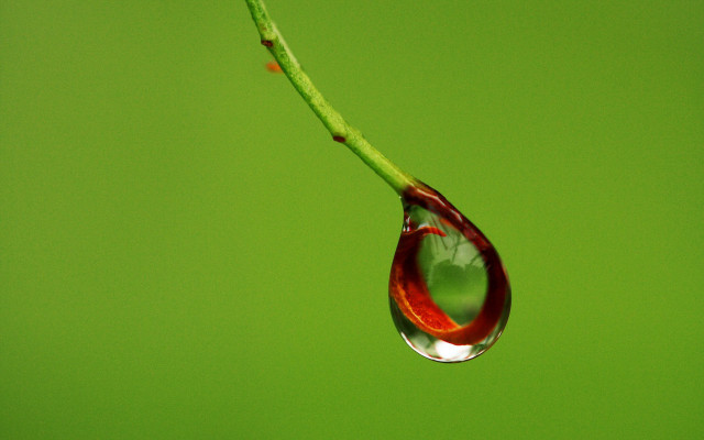 Water drop green stem red free wallpaper for desktop - medium preview image