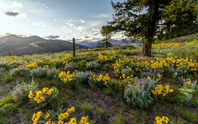 Wildflowers trees hillside mountains sunset free wallpaper for desktop - medium preview image