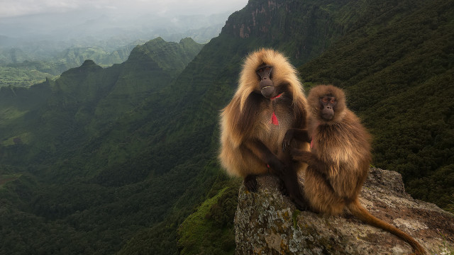 Monkeys rock mountains valley background free wallpaper for desktop - medium preview image