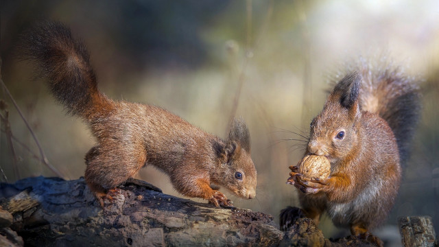 Squirrels eating branch woods blurry free wallpaper for desktop - medium preview image