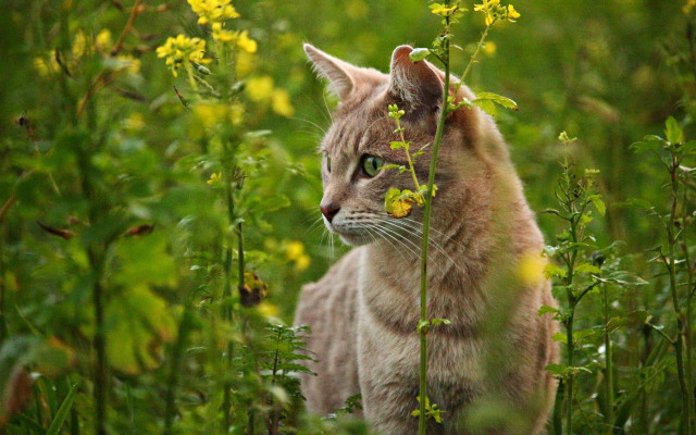 Cat field flower grass bush #3 free wallpaper for desktop - medium preview image