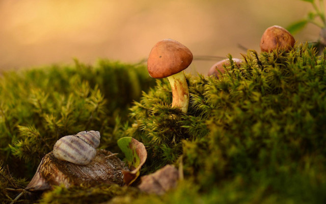 Mushrooms moss leaves nature macro free wallpaper for desktop - medium preview image