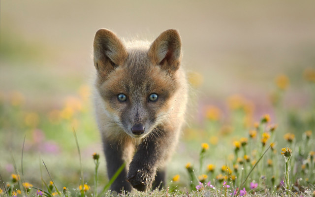 Small fox field flowers blurry free wallpaper for desktop - medium preview image