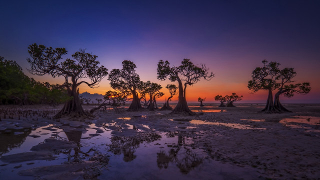 Sunset trees water autumn leaves free wallpaper for desktop - medium preview image