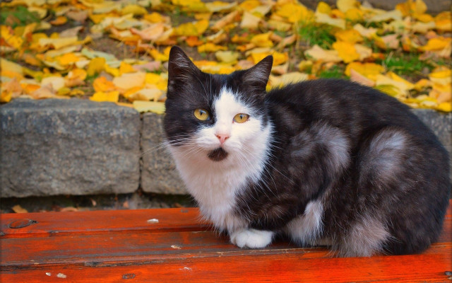 Black white cat bench leaves free wallpaper for desktop - medium preview image