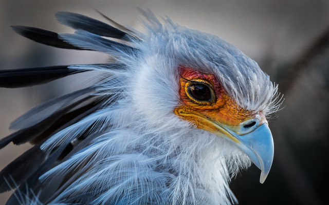 Colorful bird face macro portrait free wallpaper for desktop - medium preview image